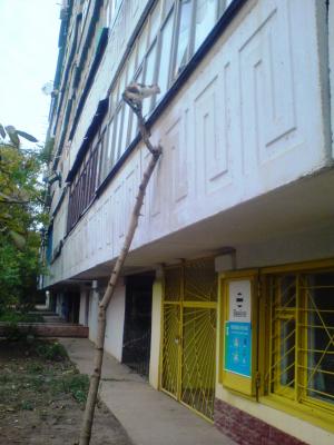 Прикрепленное изображение: cat.JPG